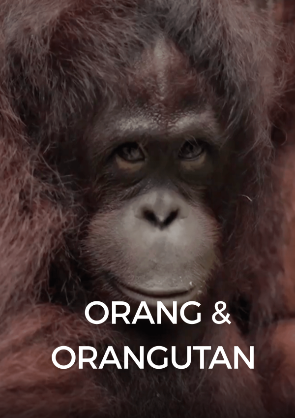 Orang dan Orangutan